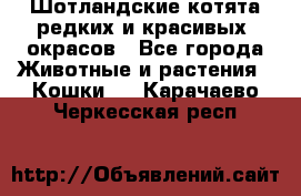 Шотландские котята редких и красивых  окрасов - Все города Животные и растения » Кошки   . Карачаево-Черкесская респ.